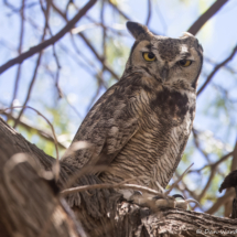 Great Horned Owl-04