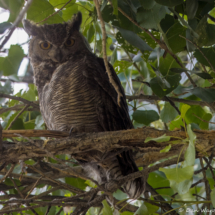Great-horned Owl-04