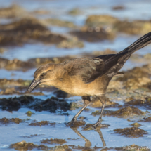 Great-tailed Grackle-Female-01