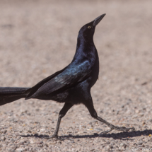 Great-tailed Grackle-Male-14