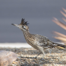 Greater Roadrunner-01