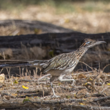 Greater Roadrunner-01