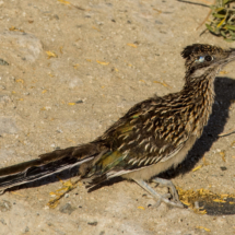 Greater Roadrunner-02