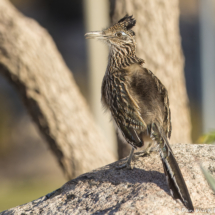 Greater Roadrunner-04