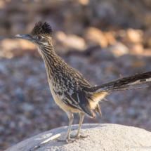 Greater Roadrunner-06