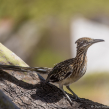 Greater Roadrunner-09