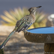 Greater Roadrunner-14