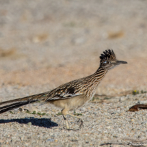 Greater Roadrunner-15