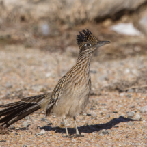 Greater Roadrunner-20