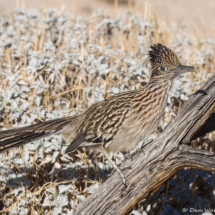 Greater Roadrunner-26