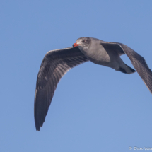 Heermann's Gull-02