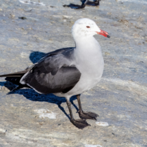 Heermann's Gull-02