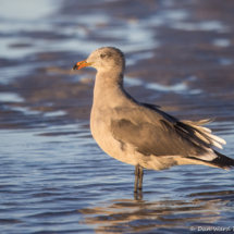 Heermann's Gull-07