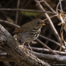 Hermit Thrush-07