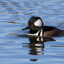 Hooded Merganser-01