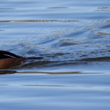 Hooded Merganser-02
