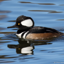Hooded Merganser-03