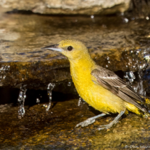 Hooded Oriole-Female-24