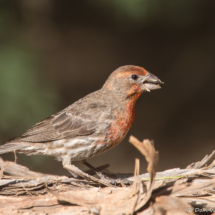 House Finch-Male-03