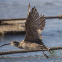 Hudsonian Whimbrel-01