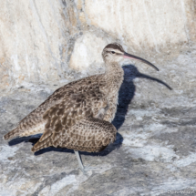 Hudsonian Whimbrel-01