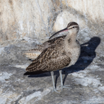 Hudsonian Whimbrel-02