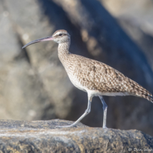 Hudsonian Whimbrel-04