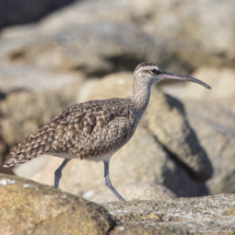 Hudsonian Whimbrel-05