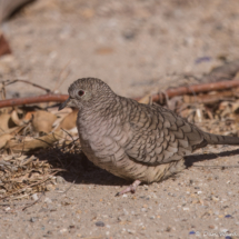 Inca Dove-02