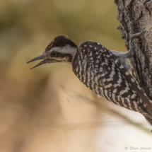 Ladder-backed Woodpecker-02