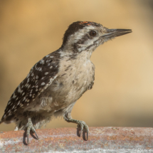Ladder-backed Woodpecker-06