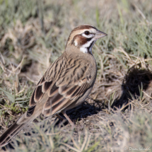 Lark Sparrow-03