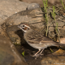 Lark Sparrow-12