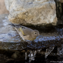 Lawrence's Goldfinch-03 (2)