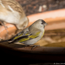 Lawrence's Goldfinch-Male-05