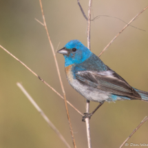 Lazuli Bunting-Male-04
