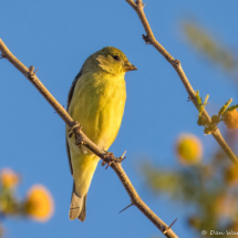 Lesser Goldfinch-02