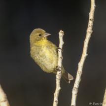 Lesser Goldfinch-Female-12
