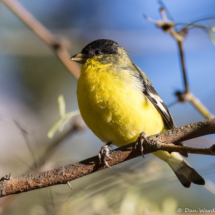 Lesser Goldfinch-Male-10