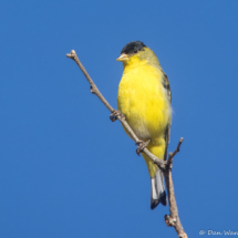 Lesser Goldfinch-Male-13
