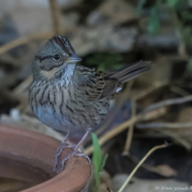 Lincoln's Sparrow-02