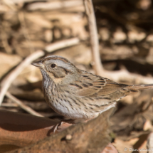 Lincoln's Sparrow-03