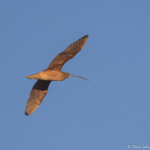 Long-billed Curlew-01