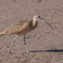 Long-billed Curlew-01