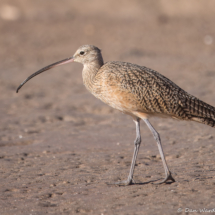 Long-billed Curlew-03