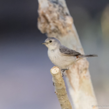 Lucy's Warbler-01