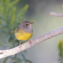 MacGillivray's Warbler-02