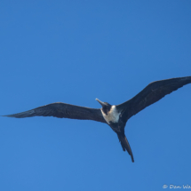 Magnificent Frigatebird-05