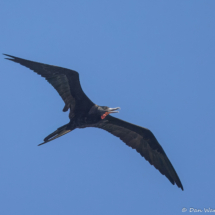 Magnificent Frigatebird-06