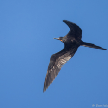 Magnificent Frigatebird-22